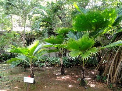 Licuala - Sankyo Garden - DSC01220