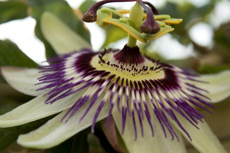 Flower flowering beautiful colours