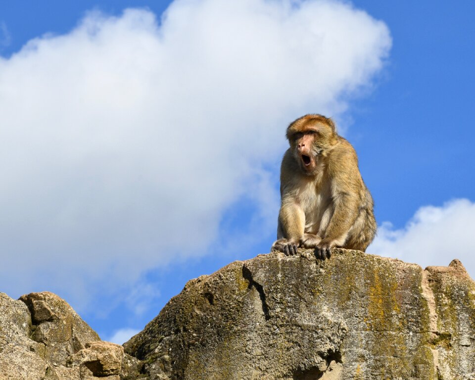 Barbary macaque sky magot