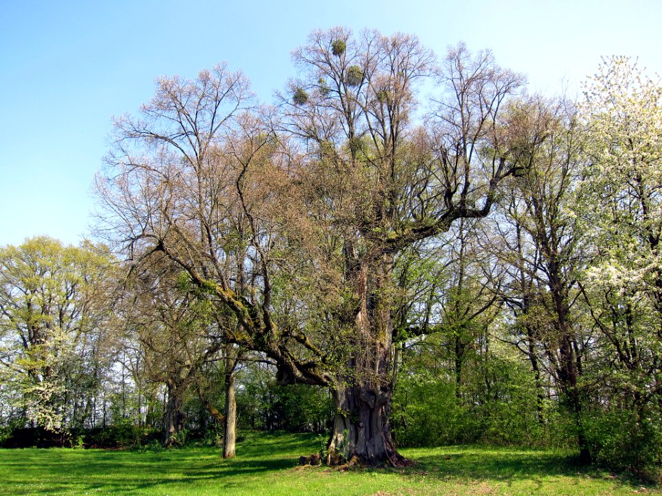 Linde bei Thundorf, 4