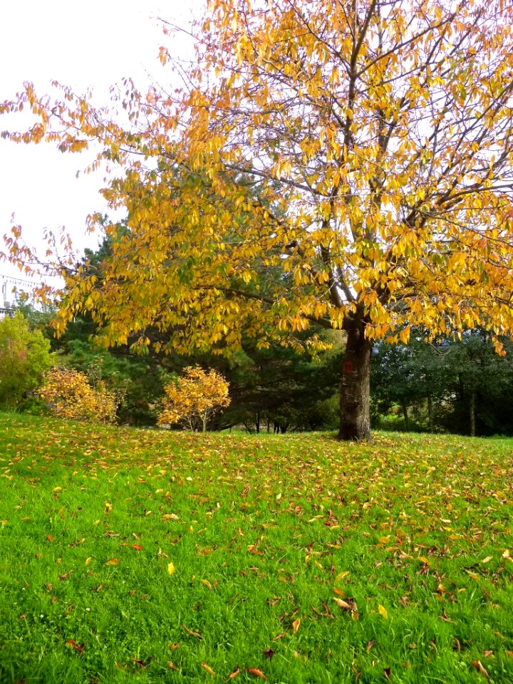 Lejona - Campus de Bizkaia de la UPV-EHU - Arboretum 03