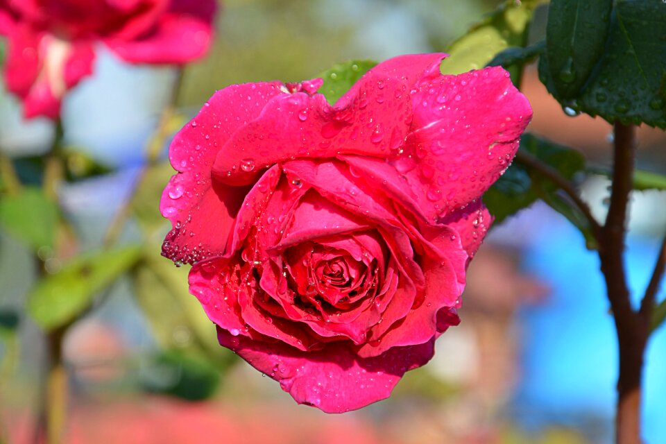 Nature garden red photo