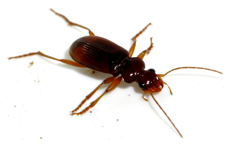 Leistus-ferrugineus-03-fws