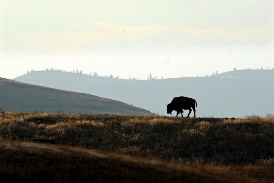 Sky nature bison
