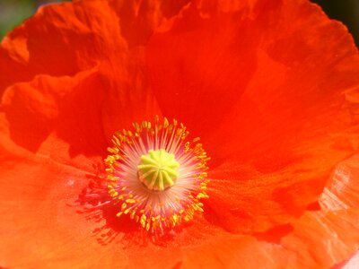 Nature garden red flower