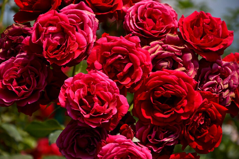 Nature garden red