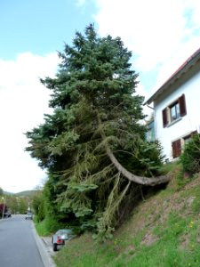 Lindenberg (Pfalz) 17