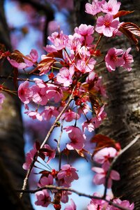 Nature plant japanese cherry blossom photo