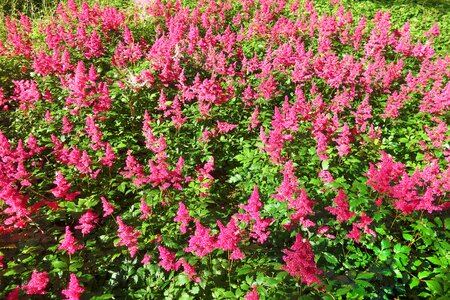 False goat's beard false spirea pink