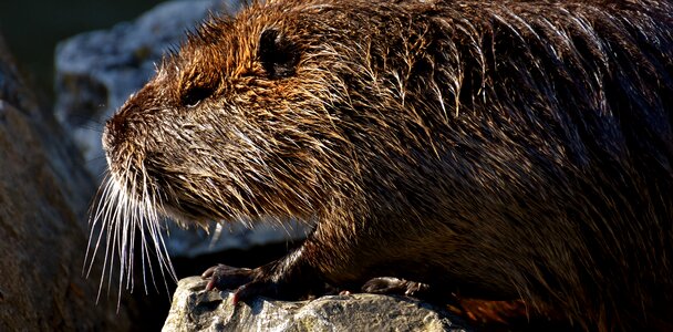 Splashing animal world animal