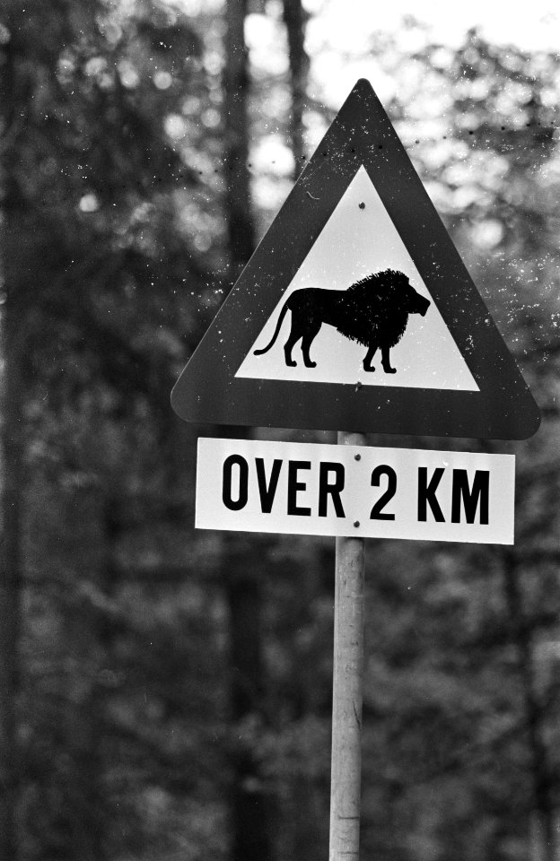 Leeuwen los in Burgers Dierenpark te Arnhem. Bord over 2 km leeuwen, Bestanddeelnr 921-3414