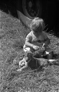 Leeuwen geboren in circus Boltini, Medi Althof speelt met de welpjes, Bestanddeelnr 910-6238 photo