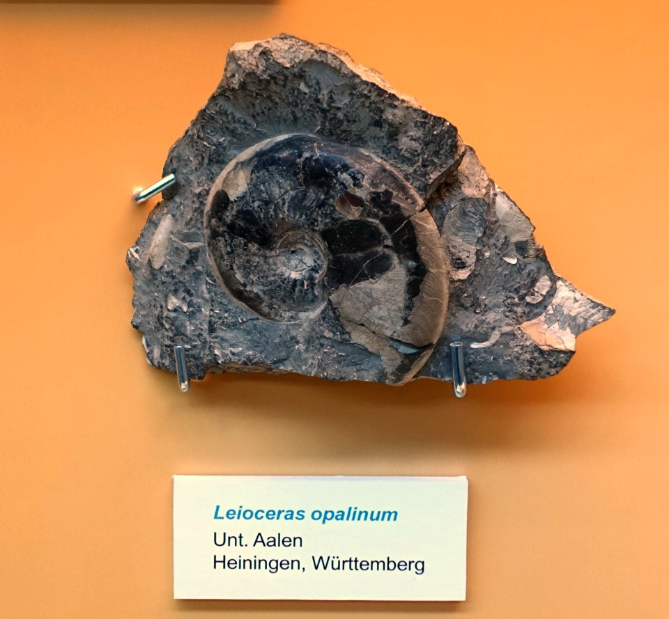 Leioceras opalinum - Naturhistorisches Museum Nürnberg - Nuremberg, Germany - DSC04158