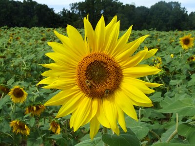Sunflower nature green sunflower