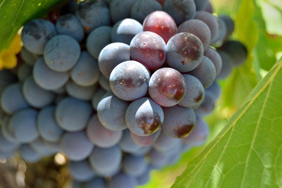 Red vineyard wine