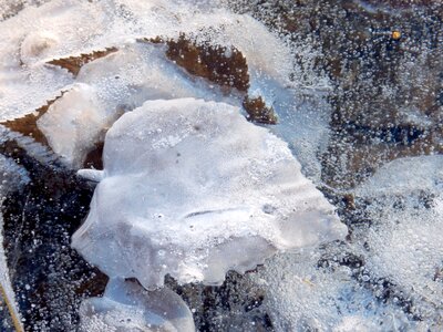 Fallen foliage ice puddles photo