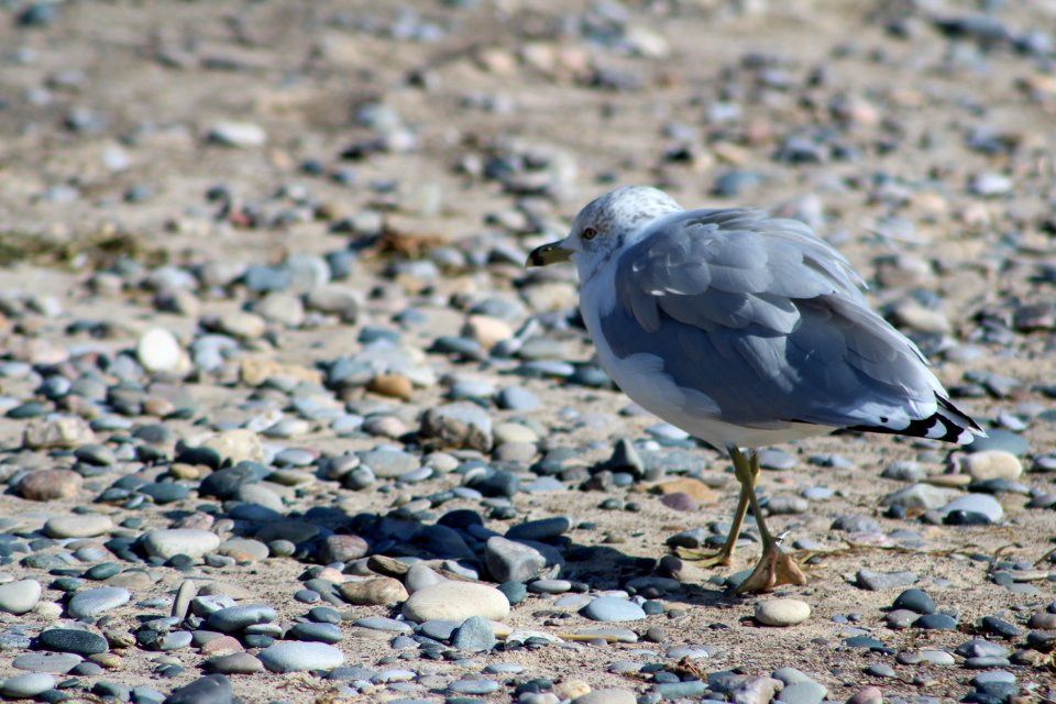 Larus delawarensis at Point Pelee National Park, September 2017