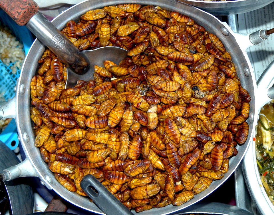 Larves d'insectes (recette)