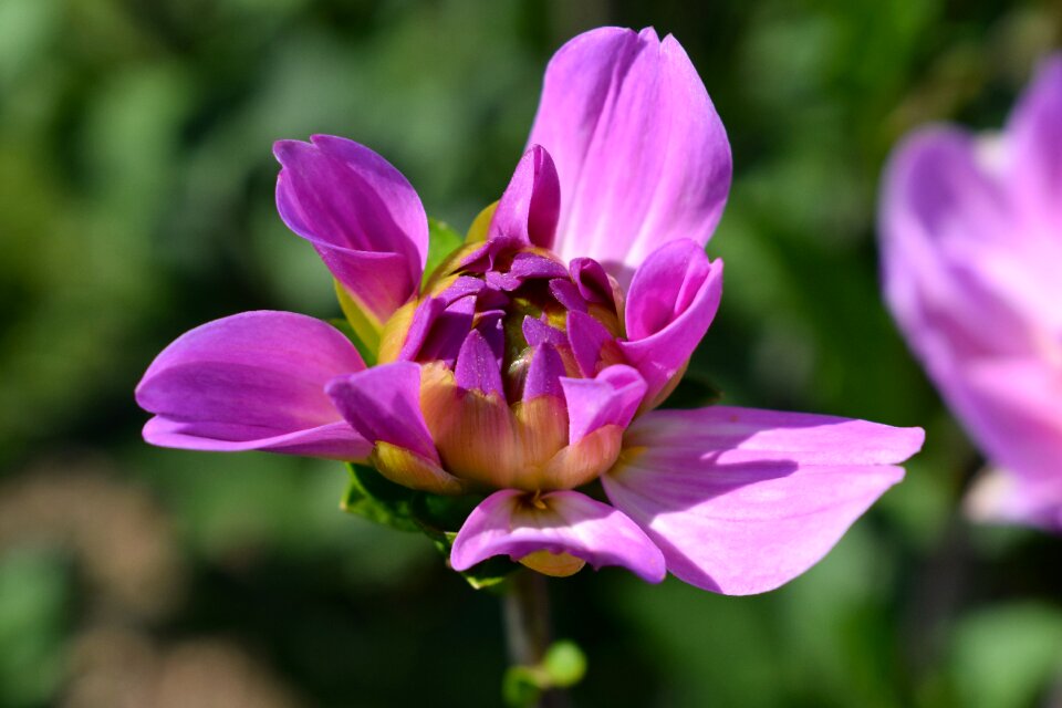 Pink flower garden