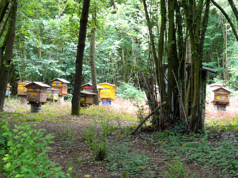 La Malmaison (Aisne) ruches d'abeilles