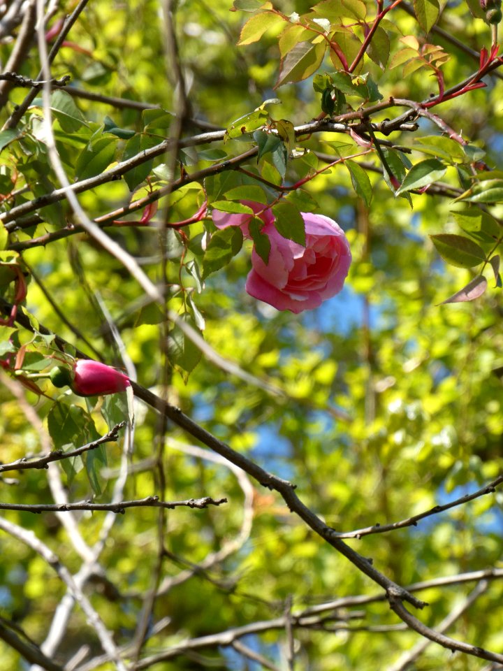 La Mulatière - Jardin de La Bonne Maison 05
