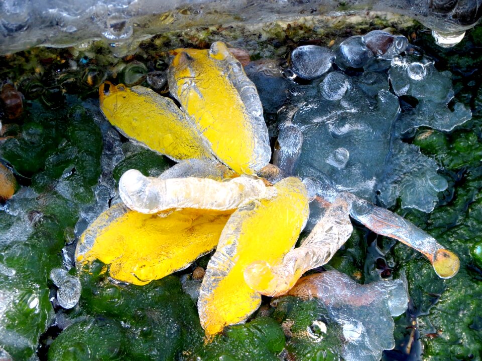 Fallen foliage ice puddles