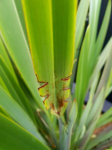Larvae damage to Phormium tenax
