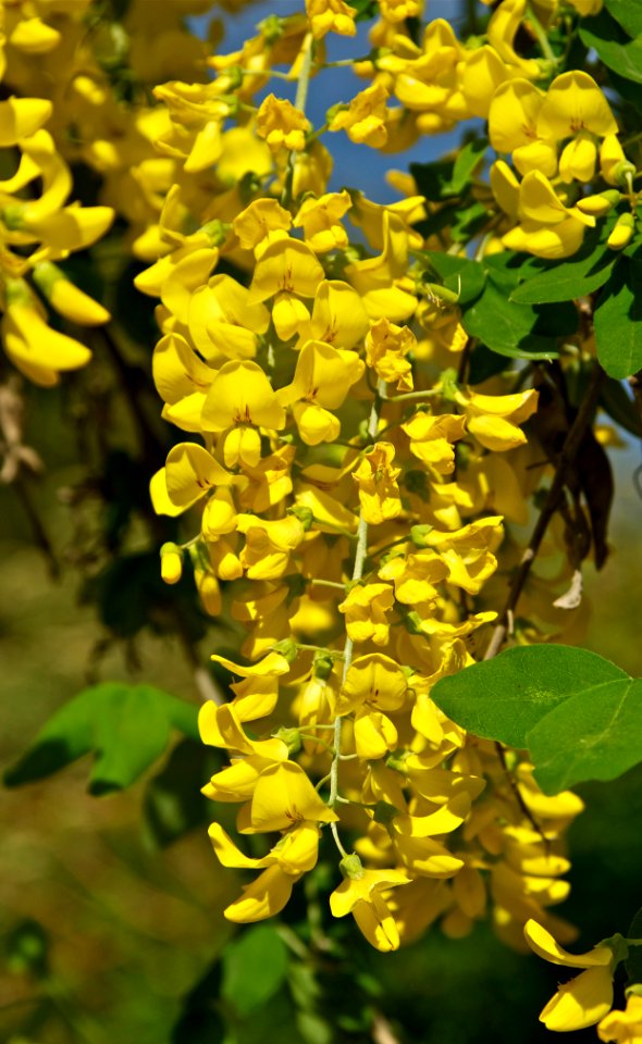 Laburnum anagyroides Jdp 2