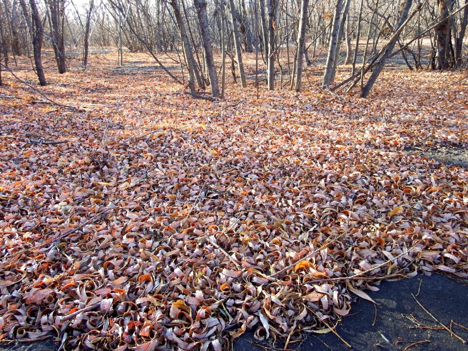 The first frost leann autumn foliage