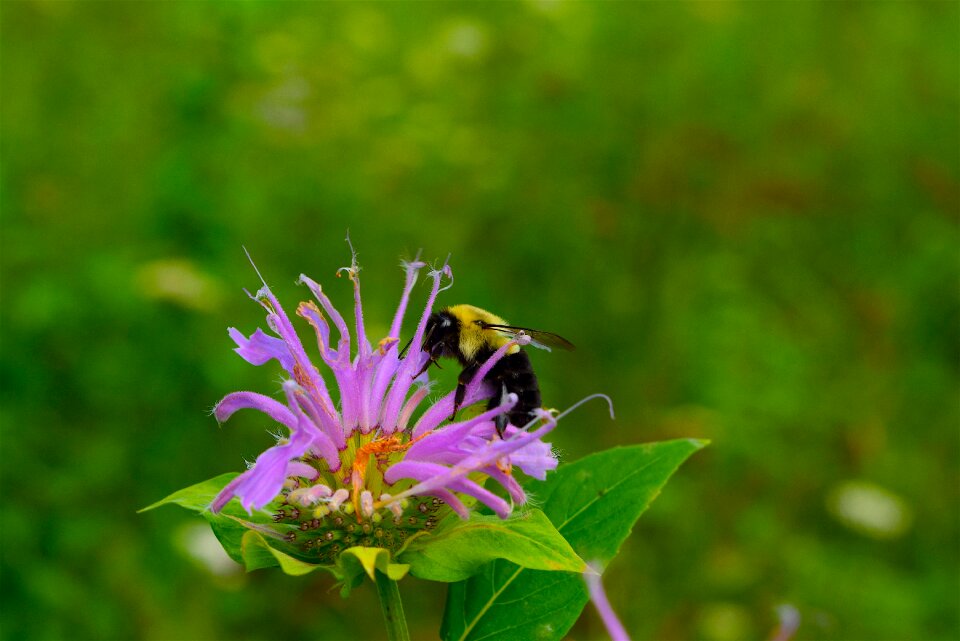 Insect nature animal