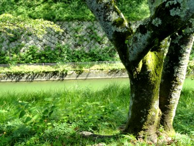 Lake Biwa Canal, Otsu - DSC07034