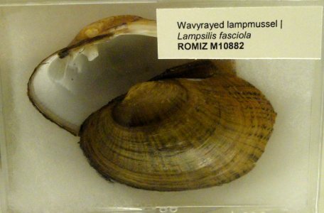 Lampsilis fasciola - Royal Ontario Museum - DSC00192