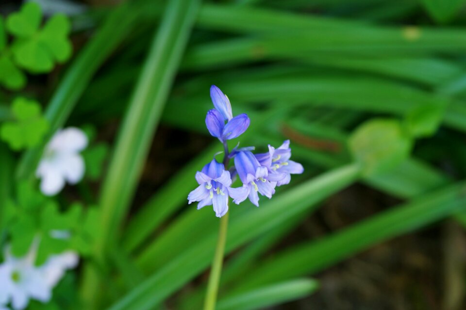 Wayside beauty in miniature flowers untended
