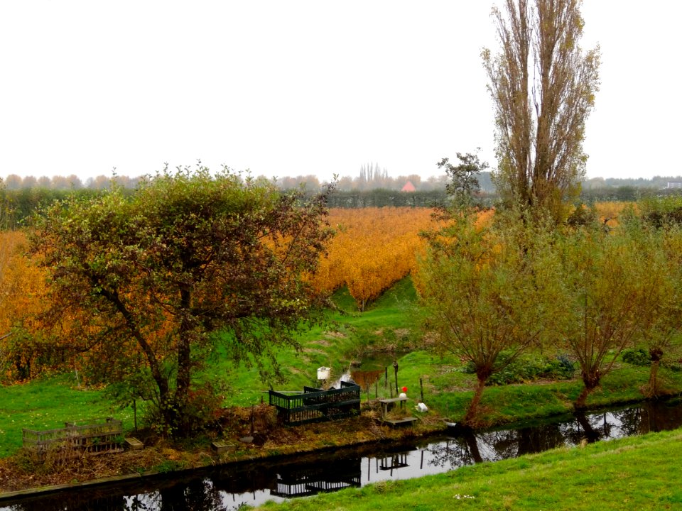 Laagstamboomgaard nabij Wijdenes