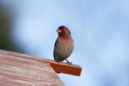 Wildlife house finch male house finch