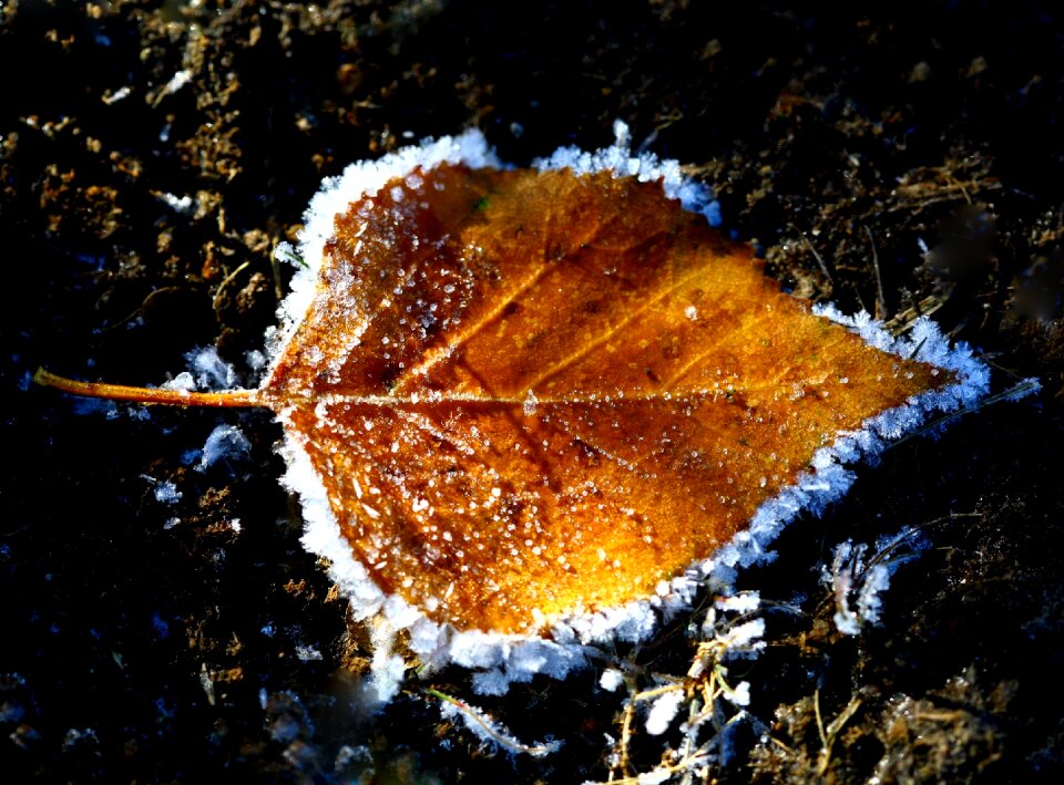Fallen foliage ice puddles