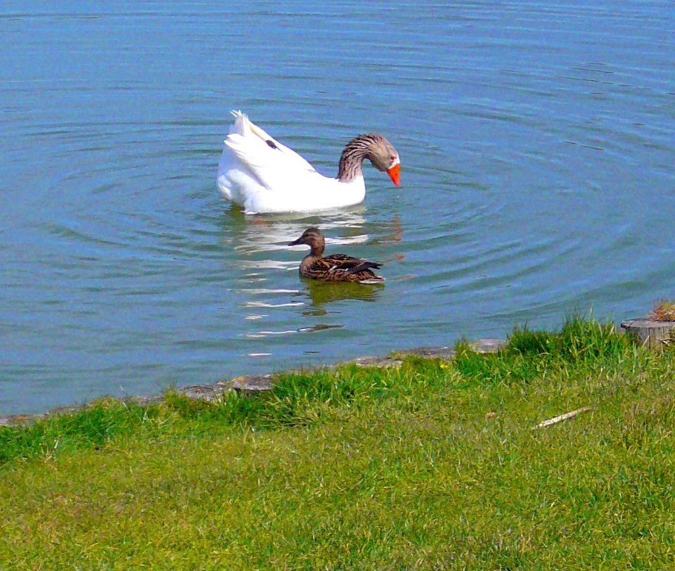 Laguna de Duero - Laguna y Entorno 18