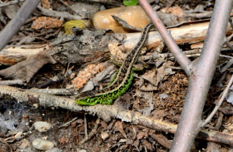 Lacerta agilis male1
