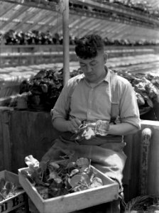 Kweker met begonia in de plantenkas van de fa D Baardse in Aalsmeer, Bestanddeelnr 190-0669