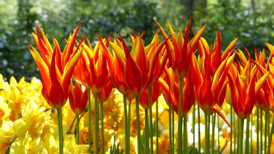 Amsterdam botany flora