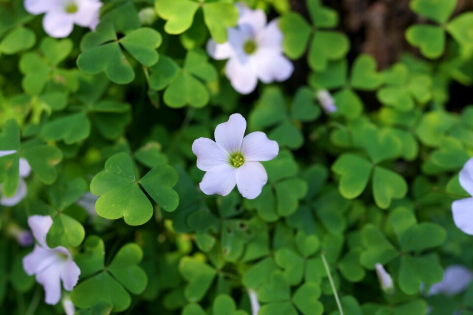 Melbourne beauty in miniature flowers untended