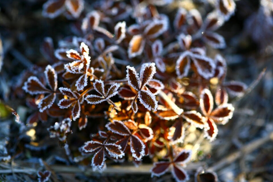 Fallen foliage ice puddles