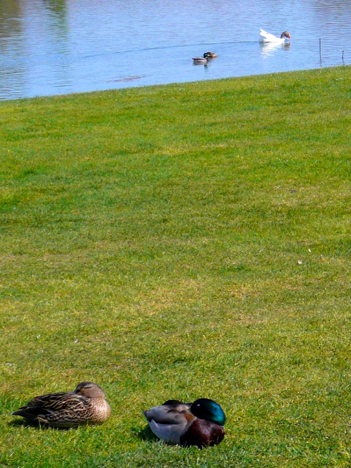 Laguna de Duero - Laguna y Entorno 17