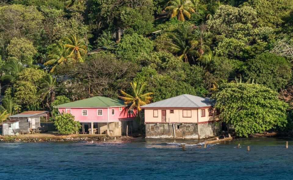 Tropical palm trees architecture
