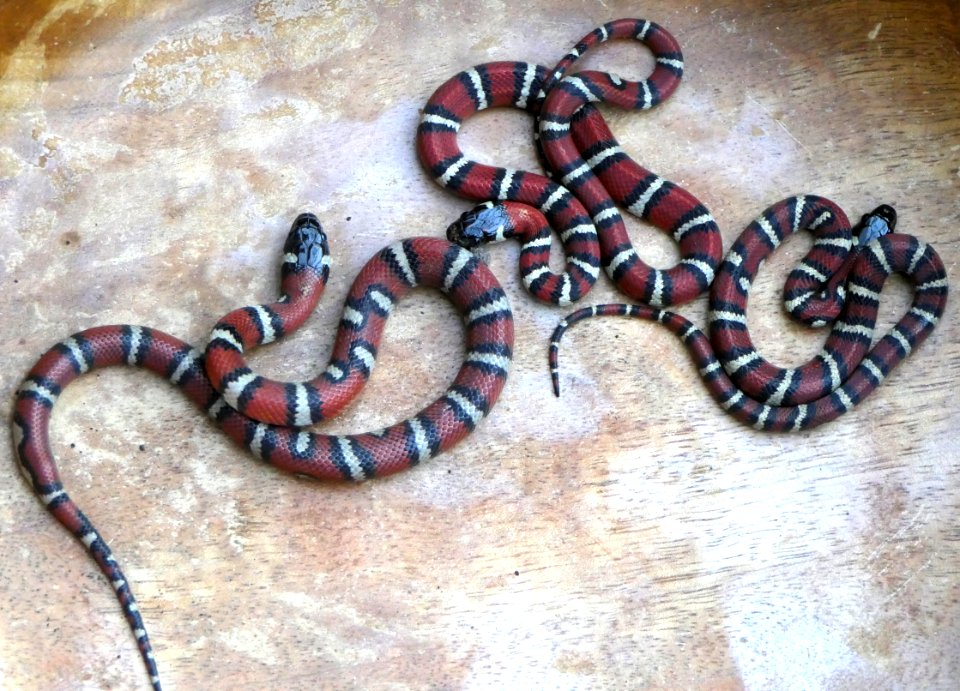 Lampropeltis ruthveni, offspring