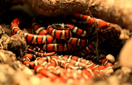 Lampropeltis ruthveni - Bunch