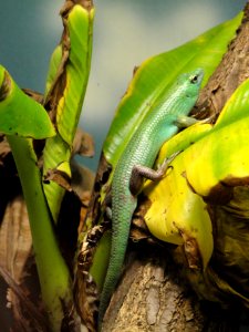 Lamprolepis smaragdina - Copenhagen Zoo - DSC09092