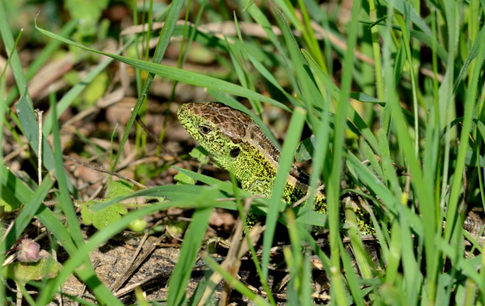 Lacerta agilis 001