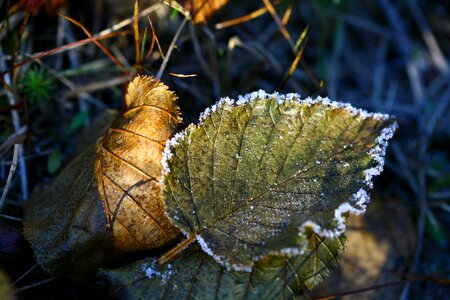 Fallen foliage ice puddles photo