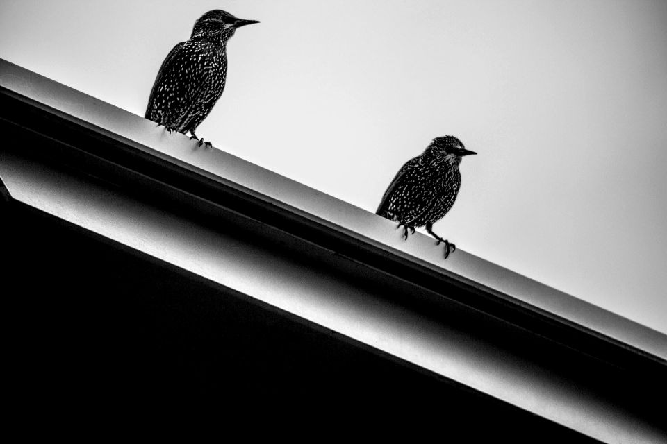 Nature blackbird animal